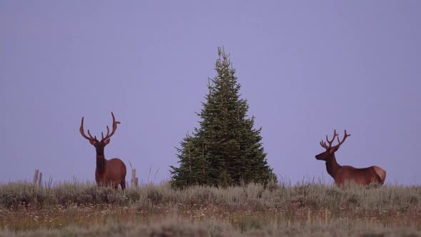 Bull Elk standing next to pine tree on mountain top