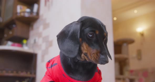 Adorable Dachshund Puppy in Red Tshirt is Carefully Watching Something with Concentrated Gaze a View