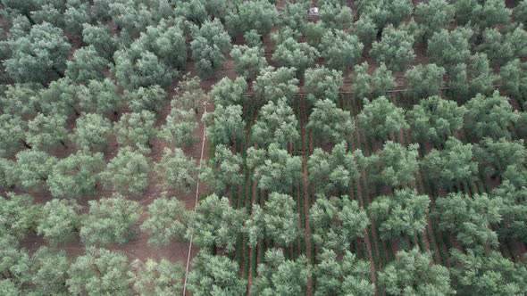 Aerial Olive Fields