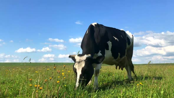 Cow grazing on the green meadow in a sunny day.