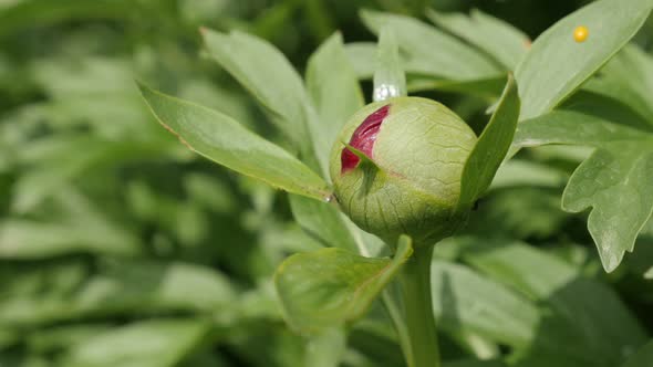 Close-up of Paeoniaceae  family green peony bud  4K 2160p 30fps UltraHD footage - Opening of Paeonia