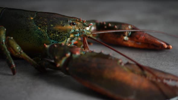 Lobster 67
