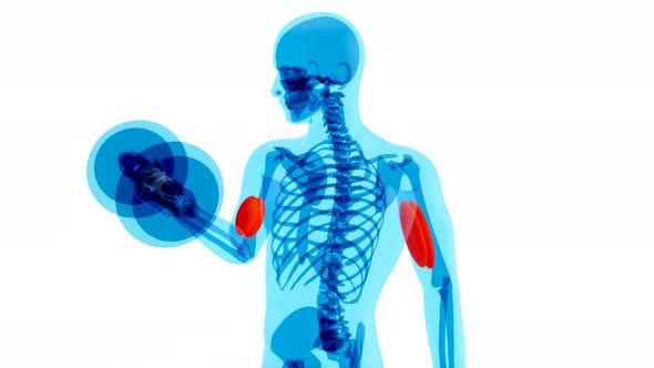 4K anatomy of a X-ray man doing Biceps Curls