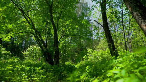 Walk among the green trees