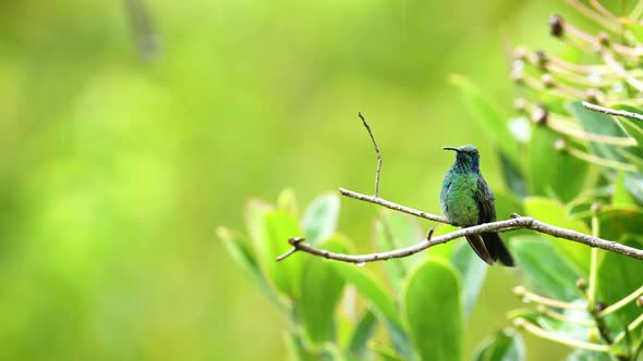 Costa Rica Hummingbird Wildlife, Lesser Violtear (Mountain Voilet Ear aka colibri cyanotus) (icterus