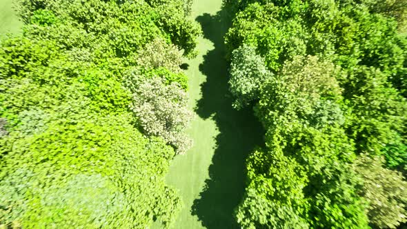 Lungs in the Form of a Forest Summer Sunny Day Green Grass