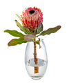 Isolated king protea flower in a glass vase - PhotoDune Item for Sale