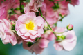 Pink rose flower bush - PhotoDune Item for Sale