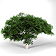 Cherry Tree High Poly - Native Nature 2 - 3DOcean Item for Sale
