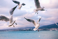 Seagulls over sea - PhotoDune Item for Sale