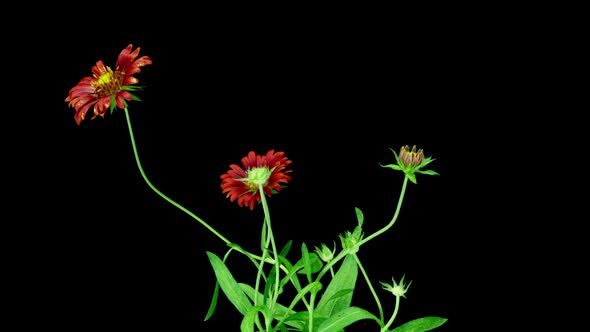 Blooming Red Gaillardia on a Black Background Time Lapse Alpha Channel Flowering Cycle of Several