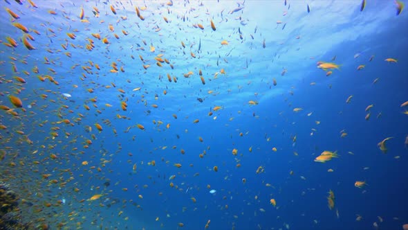 Blue Sea Water Colourful Fish