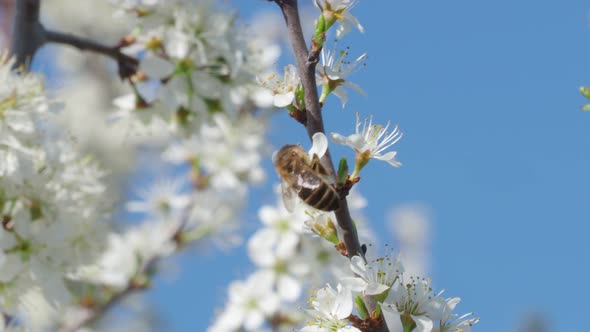 Honey bee collecting pollen from flowers. Spring nature. Bee collects nectar from the white flowers.