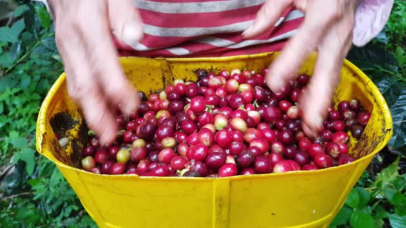 Farmer picking coffee