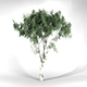 Old Eucalypstus Tree High Poly - Native Nature 4 - 3DOcean Item for Sale
