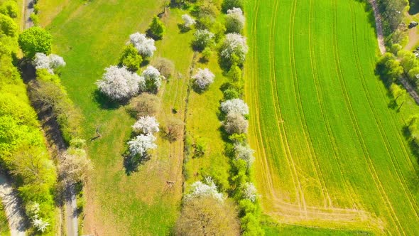 aerial shot over green fields and cherry trees in spring weather