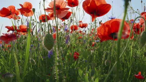 Camera Moves in a Flower Field Through Red Poppies and Other Summer Flowers, Flowers Sunset