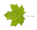 Maple Closeup Leaf Isolated On White Background. - PhotoDune Item for Sale