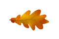 Oak closeup leaf isolated on white background. - PhotoDune Item for Sale