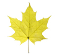Maple Closeup Leaf Isolated On White Background. - PhotoDune Item for Sale