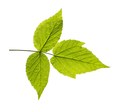Ash Closeup Leaf Isolated On White Background. - PhotoDune Item for Sale