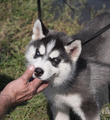 Pat On The Head With His Hand Husky Puppy Dog. - PhotoDune Item for Sale