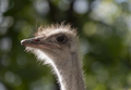Ostrich Close-up In The Looks Cautiously Around. - PhotoDune Item for Sale