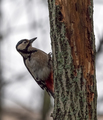 Great Spotted Woodpecker On A Looking For Food On A Tree. - PhotoDune Item for Sale
