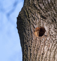 Bird Nest In Hollow Tree Trunk - PhotoDune Item for Sale