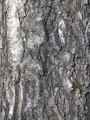 Bark Of Birch In The Cracks Texture. - PhotoDune Item for Sale
