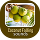 Coconut Falling Sounds