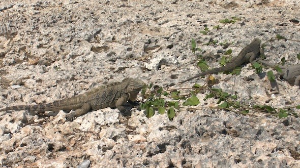 Cuban Rock Iguana 2