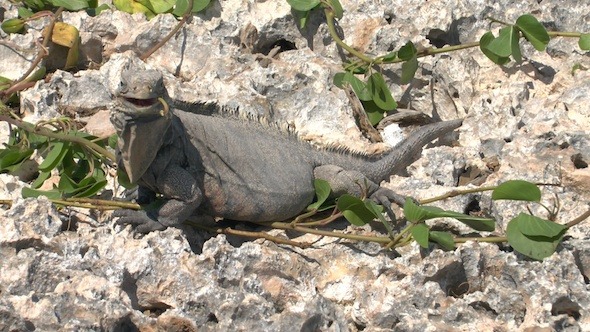 Cuban Rock Iguana 3