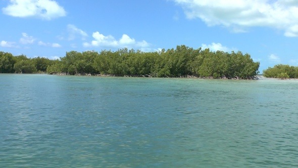 Mangrove Forest