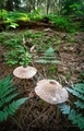 A Pair of Large Mushrooms on Forest Floor - PhotoDune Item for Sale