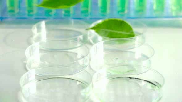 A Scientist with Tweezers Puts Green Leaves in a Petri Dish