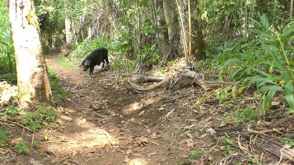 Wild Black Hog In Topes De Collantes, Cuba