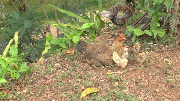 Family Of Chickens In Cuba