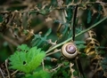 Grove Snail on Fern Leaf - PhotoDune Item for Sale
