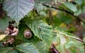 Grove Snail on a Leaf - PhotoDune Item for Sale