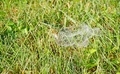 Spider Web in Grass - PhotoDune Item for Sale