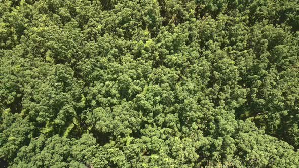 aerial drone shot of rubber trees, shot down on treetops