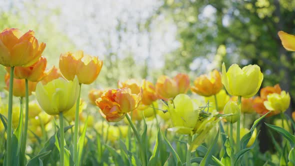 Yellow and Red Tulips with Green Leaves Grow in City Park