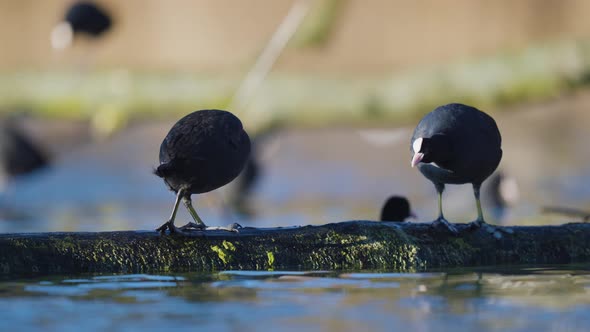 Two Coots on a log , one being chased off by the other more territorial coot, low angle