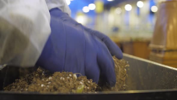 A Person Searches for Ripe Potatoes in the Soil Pulls It Out and Puts Into Another Container