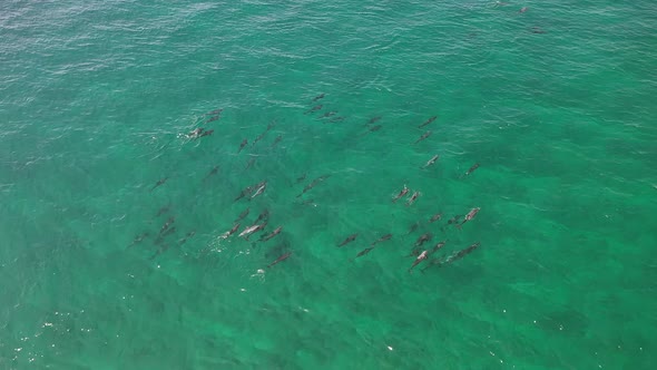 Large dolphin pod swimming in the Maldives islands with turquoise water on a sunny day, Aerial top v