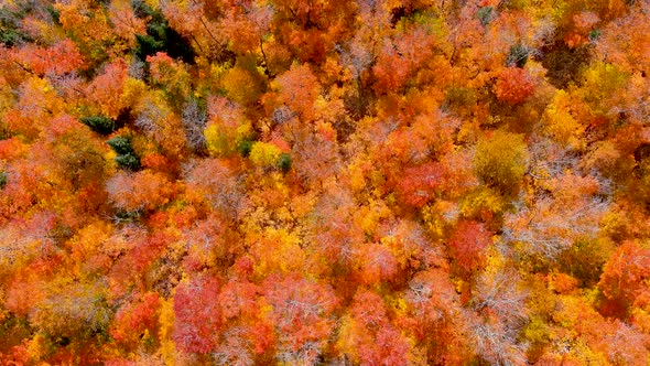 Aerial view of fall season foliage colors.