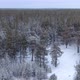 Flight Over a Taiga Forest in Winter - VideoHive Item for Sale
