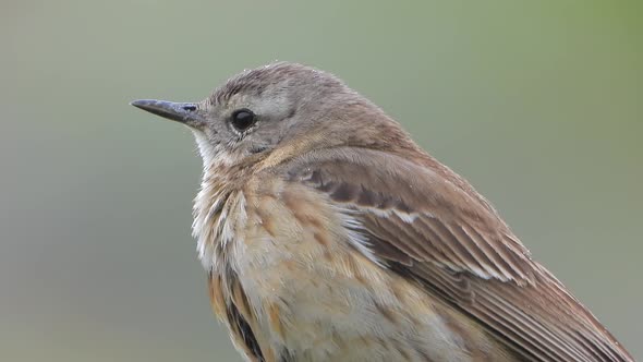 Little Bird With Light Brown And Grey Stripes Pattern