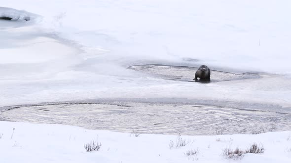 front view of a river otter eating a trout during winter at yellowstone